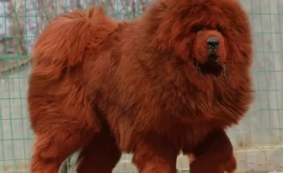 Chó Ngao Tây Tạng 30 Tỷ Thành Món Ăn Trong Nồi Lẩu