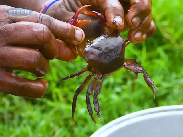 1. Cách lựa cua đồng chuẩn, nhiều gạch