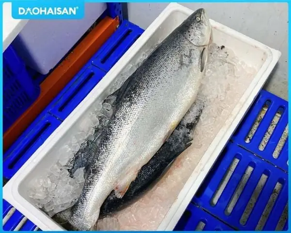 Công Thức Nấu Lẩu Đầu Cá Hồi Măng Chua