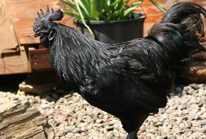 Thông tin cơ bản về lẩu gà đen