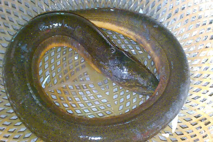 Cách sơ chế lươn đúng cách, không bị tanh