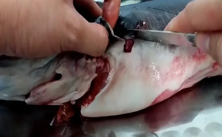 CÃ¡ch cháº¿ biáº¿n Láº©u cÃ¡ trÃª