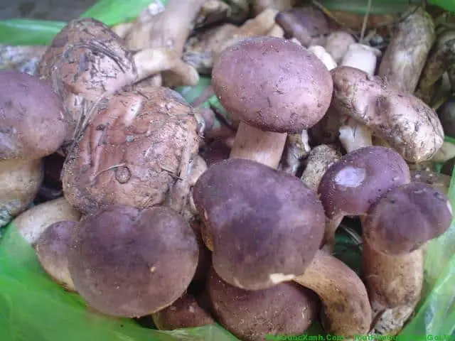 Việt Nam là nước nhiệt đới gió mùa, độ ẩm trung bình lên đến 80% rất thích hợp cho hệ thực vật sinh triển, đặc biệt là các loại nấm, thực vật thân mềm phát triển rất tốt, đa dạng về số lượng và loại. Ở thiên đường biển Phú Quốc có một loại nấm rất đặc biệt chỉ mọc sau cơn mưa, được dùng để chế biến các món ăn rất thơm ngon, tốt cho sức khỏe. Về giá trị dinh dưỡng nấm tràm không hề kém cạnh nấm bào ngư, nấm kim châm hay nấm đông cô. Việt Nam là nước nhiệt đới gió mùa, độ ẩm trung bình lên đến 80% rất thích hợp cho hệ thực vật sinh triển, đặc biệt là các loại nấm, thực vật thân mềm phát triển rất tốt, đa dạng về số lượng và loại. Ở thiên đường biển Phú Quốc có một loại nấm rất đặc biệt chỉ mọc sau cơn mưa, được dùng để chế biến các món ăn rất thơm ngon, tốt cho sức khỏe. Về giá trị dinh dưỡng nấm tràm không hề kém cạnh nấm bào ngư, nấm kim châm hay nấm đông cô.