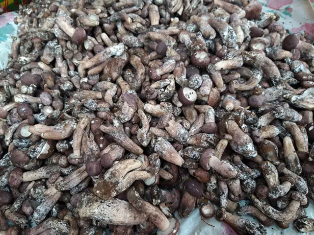 Mùa mưa nhớ vị đắng đặc trưng của nấm tràm Mùa mưa nhớ vị đắng đặc trưng của nấm tràm