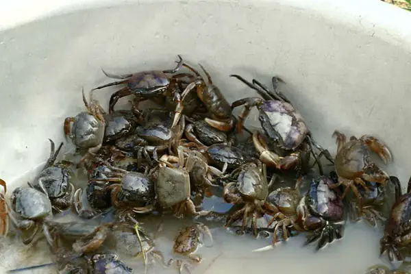 Mẹo Hay Nấu Lẩu Riêu Cua