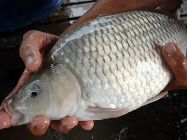 Nguyên Liệu Chế Biến