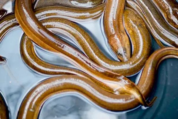 Bí Kíp Chọn Lươn Ngon