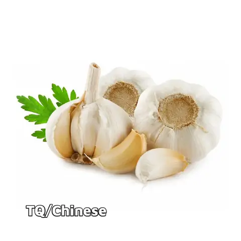 Tỏi Cỡ Vừa Tỏi Cỡ Vừa