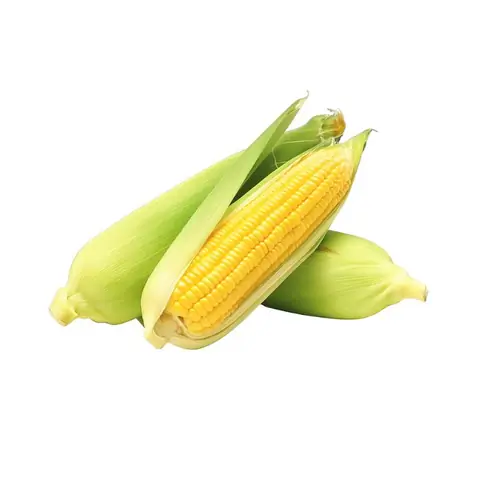 Bắp Mỹ (Ngô Mỹ) Miền Tây Bắp Mỹ (Ngô Mỹ) Miền Tây