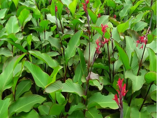 Thông Tin Tổng Quát Miến Dong Phia Đén, Cao Bằng? Thông Tin Tổng Quát Miến Dong Phia Đén, Cao Bằng?