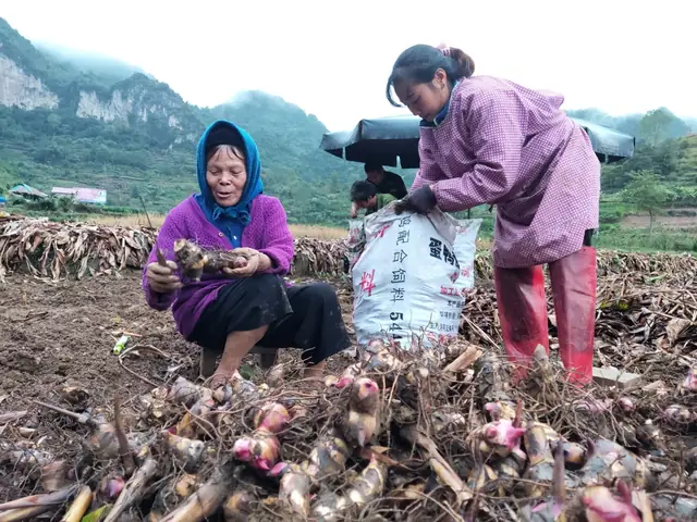 Thông Tin Tổng Quát Miến Dong Phia Đén, Cao Bằng? Thông Tin Tổng Quát Miến Dong Phia Đén, Cao Bằng?