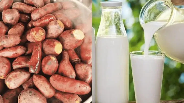 Bữa sáng: Khoai lang luộc, sữa tươi ít đường ít béo Bữa sáng: Khoai lang luộc, sữa tươi ít đường ít béo