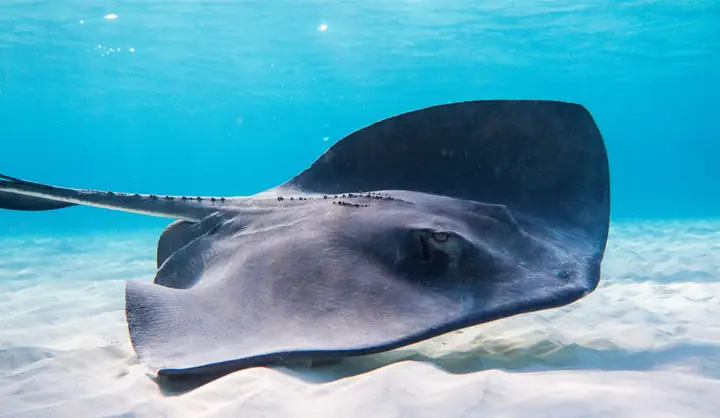 Nguyên Liệu Nấu Lẩu Cá Đuối Cho 4 Người Ăn Nguyên Liệu Nấu Lẩu Cá Đuối Cho 4 Người Ăn