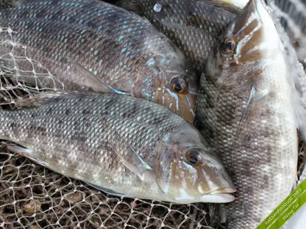 1. Cá Gáy Là Cá Gì? 1. Cá Gáy Là Cá Gì?