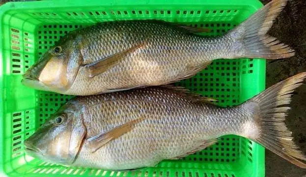 Cá Gáy Biển: Cá Gáy Biển: