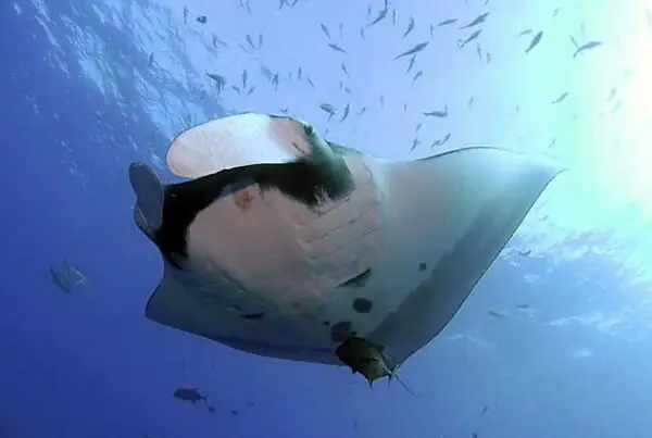 Cách Nấu Món Cà Ri Cá Đuối Thơm Ngon, Đậm Vị Miền Tây Cách Nấu Món Cà Ri Cá Đuối Thơm Ngon, Đậm Vị Miền Tây