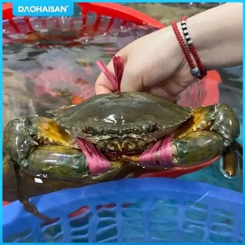 ngon ngất ngây với món cua sốt ớt singapore thơm cay hấp hẫn