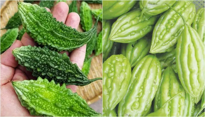 Những quả khổ qua ngon đầu sẽ tròn, đường vân rộng.