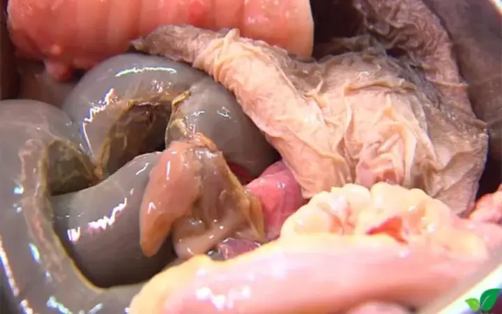 1Nậm pịa là gì?