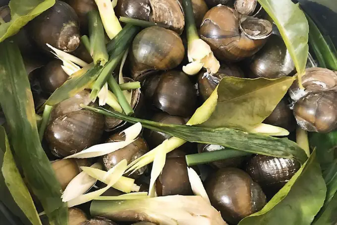 Cách Làm Món Ốc Nhồi Hấp Sả: