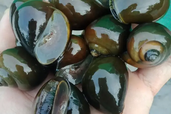 Mẹo Chọn Ốc Nhồi Ngon: