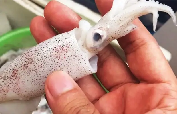 Cách Chọn Mực Ngon Cho Món Mực Xào Sa Tế