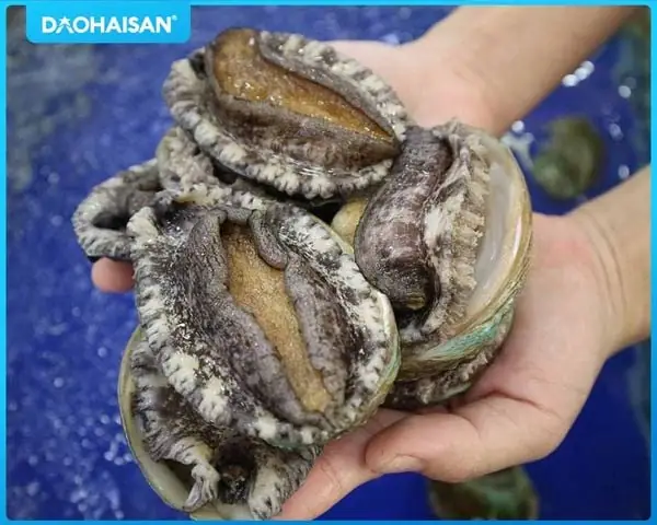 Mua bào ngư tươi ngon tại Đảo Hải Sản