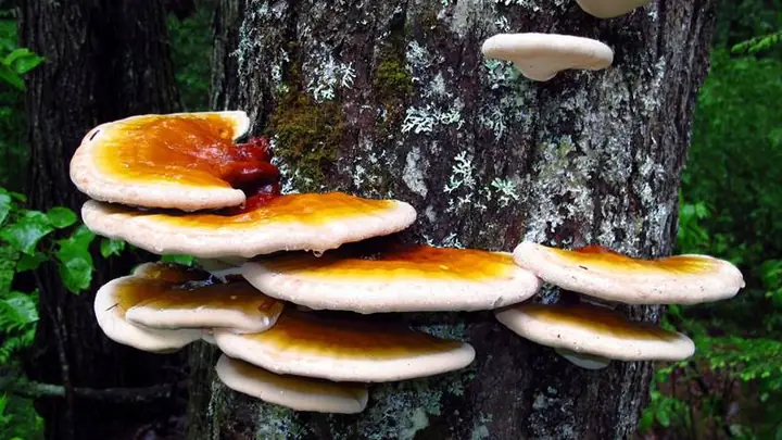 2cách Nấu Nấm Lim Xanh Để Uống