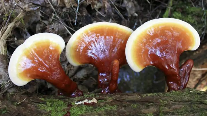 1ai Nên Uống Nước Nấm Lim Xanh?