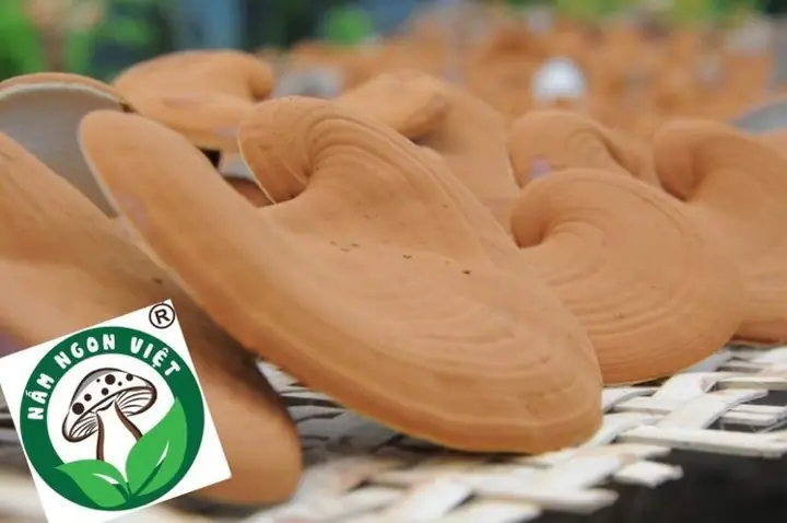 Cách Nấu Nấm Linh Chi Với Táo Đỏ Cách Nấu Nấm Linh Chi Với Táo Đỏ