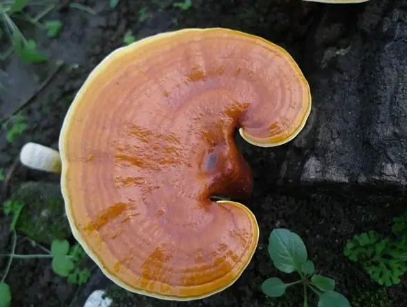 Cách Nấu Nấm Linh Chi Với Táo Đỏ