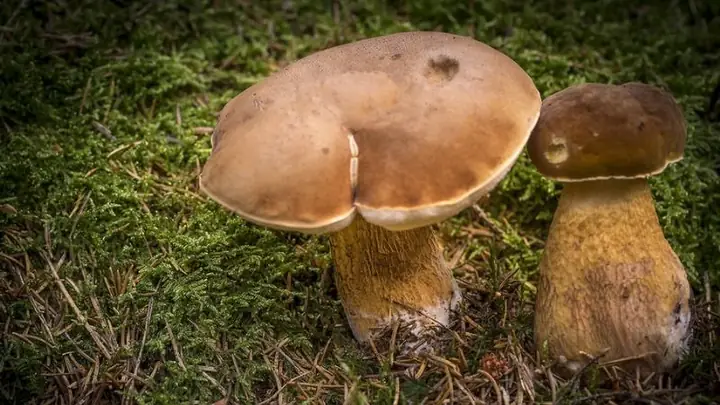 3ăn Nấm Tràm Có Độc Không? 3ăn Nấm Tràm Có Độc Không?