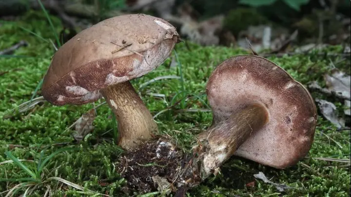 1nấm Tràm Là Gì? 1nấm Tràm Là Gì?