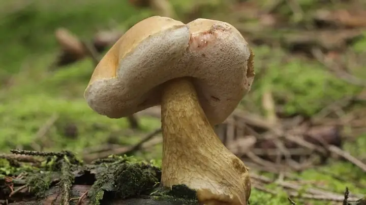 2thành Phần Dinh Dưỡng Có Trong Nấm Tràm 2thành Phần Dinh Dưỡng Có Trong Nấm Tràm