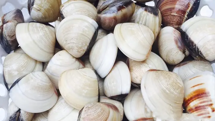 Mẹo Chọn Nghêu Tươi Ngon