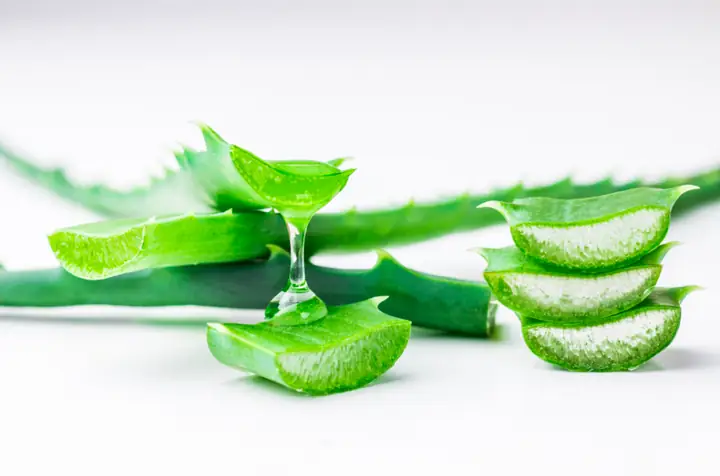 Tác dụng của việc uống nước ép nha đam Tác dụng của việc uống nước ép nha đam