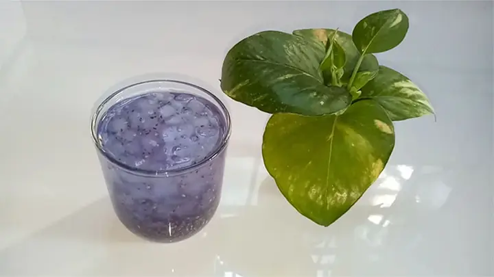 3nha Đam Hạt Chia Hoa Đậu Biếc Đường Phèn