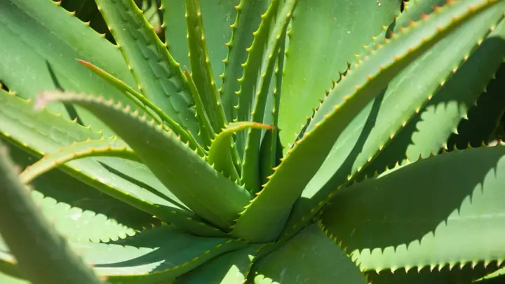 1Nha đam (lô hội) là gì?