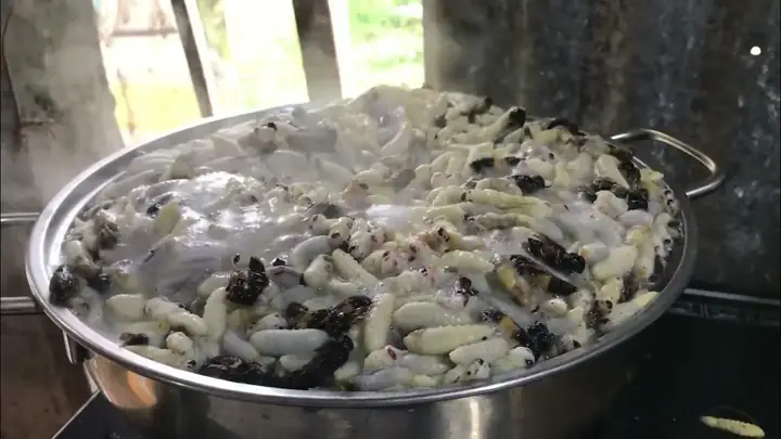 Nhộng Ong Vò Vẽ Là Gì?