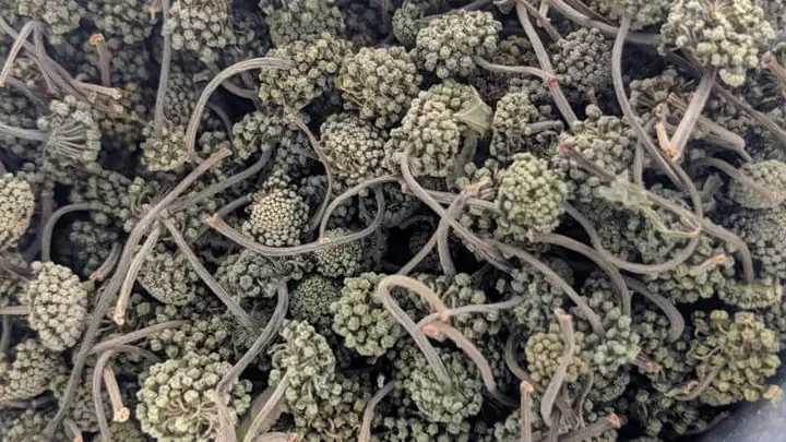 Chống viêm Chống viêm