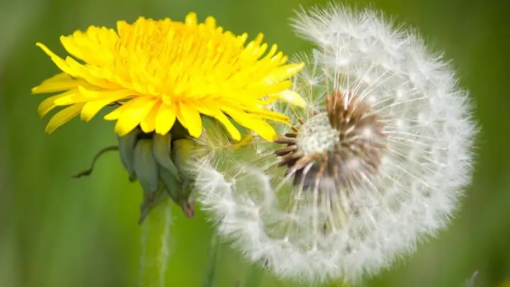 1bồ Công Anh Là Gì?