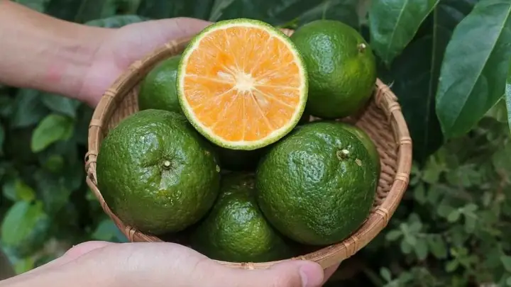 Cam Là Loại Trái Cây Quen Thuộc, Chứa Lượng Lớn Vitamin C Vàkhoáng Chấtthiết Yếu, Mang Lại Nhiều Lợi Ích Cho Sức Khỏe. Tuy Thường Xuyên Sử Dụng Nhưng Liệu Bạn Đã Biết 1 Quả Cam Bao Nhiêu Calo Và Ăn Cam Có Giảm Cân Không. Theo Dõi Những Thông Tin Dưới Đây Để Giúp Bạn Giải Đáp Thắc Mắc Này Nhé!
