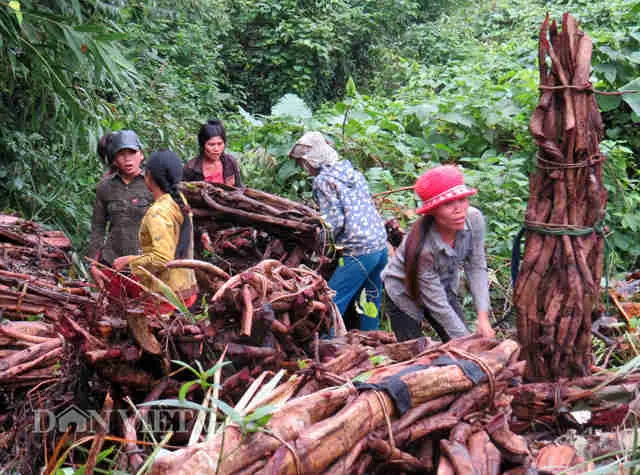 Cách chế biến và thu hái