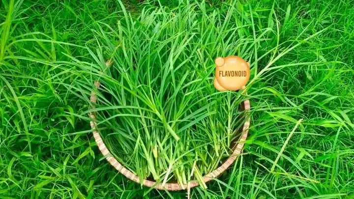 Thành Phần Hóa Học Của Cỏ Mần Trầu