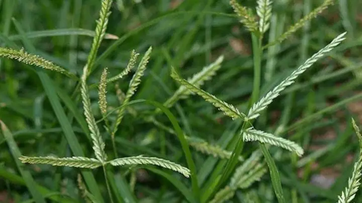 Cỏ Mần Trầu Là Gì?