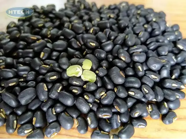 Cách Chọn Đậu Đen Xanh Lòng Ngon