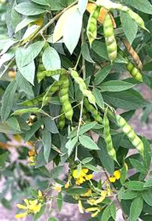 Cách Nấu Nước Đậu Săng