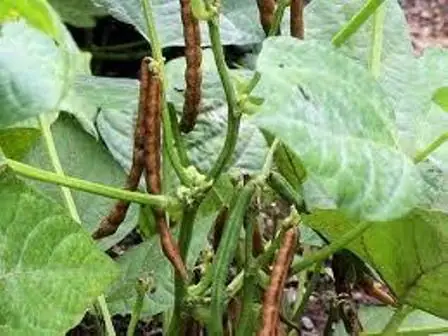 Cách Nấu Nước Đậu Săng