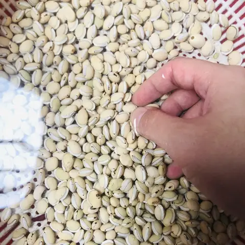 Sơ Chế Đậu Ván