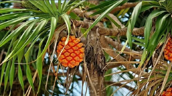 Cây Dứa Dại (dứa Biển): Thành Phần - Tác Dụng - Cách Dùng